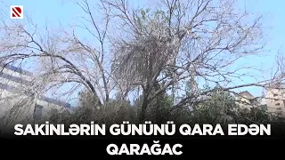 Sakinlərin gününü qara edən Qarağac