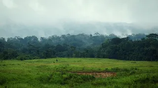 1hr Escape to Khaoyai National Park Thailand | Morning Sound for Work Focusing and Stress Relief