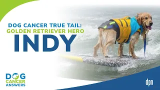 Dog Cancer True Tail: Golden Retriever Hero Indy | Kim Peri & Dr. Mike Lappin