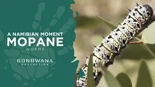 Mopane Worms a Namibian Delicacy