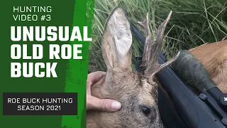 Roe buck hunting - season 2021 #3