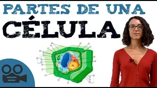 Célula BIOLOGÍA - Partes de una CÉLULA (2/2)