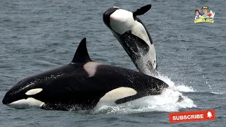 Interesting Facts About Killer Whales with FREE Activity Workbook Download!