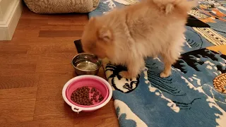 How the mini Pomeranian meets the owners.