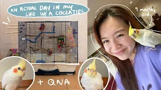 a day in my life with a cockatiel + Q&A