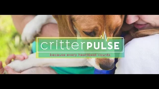 CritterPulse | Pericardial Effusion & Tamponade | Olympic  Vet Cardio