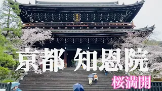 2023年3月26日 【桜🌸の京都】桜咲く知恩院の三門を散策 Chion-in Temple【4K】Touring Kyoto