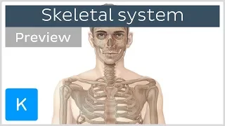Skeletal system: axial and appendicular skeletons (preview) - Human Anatomy | Kenhub