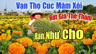 Rớt Giá Thê Thảm Giá Hoa Vạn Thọ Cúc Mâm Xôi Rẻ Nhất Miền Tây Bán Lấy Vốn Không Cần Lời