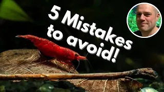 🖐️ 5 Shrimp Keeping Mistakes to Avoid! THESE MISTAKES ARE MOST OFTEN MADE BY NEW SHRIMP KEEPERS