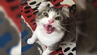 12 Minutes of Funny Cat Videos - EP 42