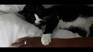 Cat enjoying belly rub