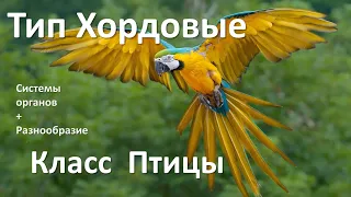 23. Птицы часть II (7 класс) - биология, подготовка к ЕГЭ и ОГЭ 2021