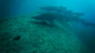 Papoose Shark dive