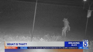 Mystery "Wolfman" creature caught on camera outside Amarillo Zoo