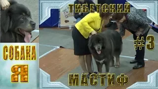 Тибетский мастиф #3 Tibetan Mastiff Выставка Русский север. Собаки.