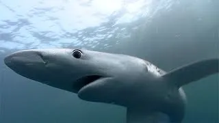 Blue Sharks | SHARK ACADEMY