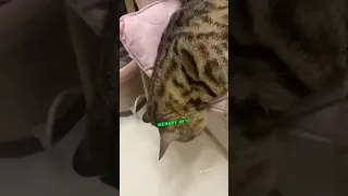 Last Moment of Cat with Owner ♥️ #shorts #funnyshorts #viral #india #funny  #trending #cats #pets