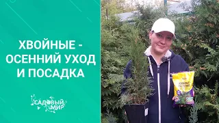 Хвойные растения готовим к зиме: формирующая обрезка/подкормка/полив/мульчирование