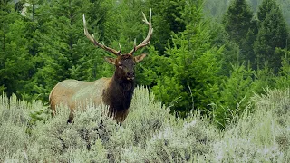 Vocal Montana Bull | Archery Elk Hunt