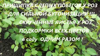 ПРИЩИПКА СЛЕПЫХ ПОБЕГОВ У РОЗ ДЛЯ СИЛЬНОЙ БУТОНИЗАЦИИ !!!ПОДКОРМКИ ВСЕХ ЦВЕТОВ в саду  ОДНИМ РАЗОМ !