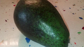 Як виростити Авокадо/ How to grow an Avocado