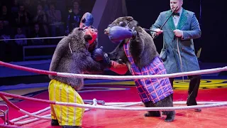 Цирк Филатовых бурые медведи 🎪🐻 #цирк #медведи