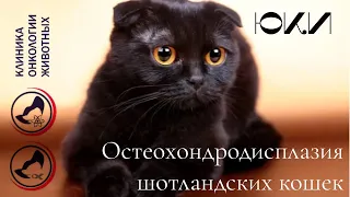 Костнохрящевая остеохондродисплазия шотландских кошек