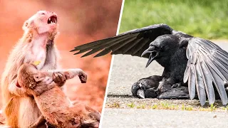 This Is How Animals Say Goodbye to the Dead