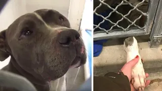 Dog Won't Stop Crying After He Realizes His Family Left Him At The Shelter But ....