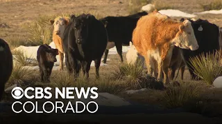 Grand County ranchers urges Gov. Jared Polis to lethally manage chronically depredating wolves