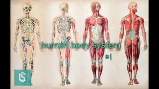 human body system 1
