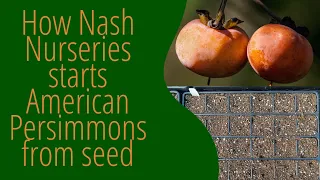 How we start our American Persimmon seeds at Nash Nurseries