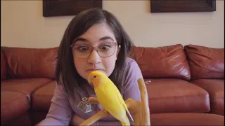 Twinkie the Talking Lovebird