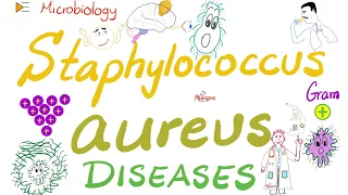 Staphylococcus Aureus Diseases | Skin, Toxic Shock Syndrome, Food 🥘 poisoning ☠️ | Microbiology 🧫