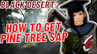 Black Desert [How to get pine sap]