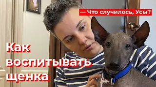 Что случилось, Усы? Как воспитывать щенка