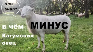 Катумские овцы - плюсы и минусы породы