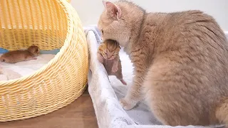 Mother cat tenderly hugs her babies and then carries them into the basket to feed. So sweet