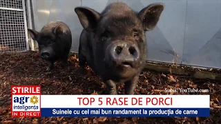 Top 5 rase de porci pentru producția de carne