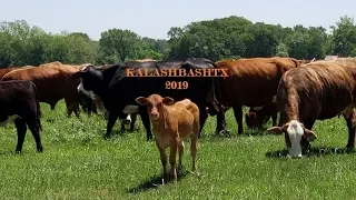 Kalashbashtx 2019