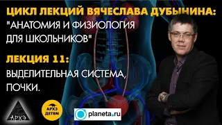 Вячеслав Дубынин: "Выделительная система, почки." (Лекция 11)