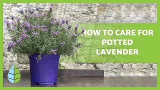 How to care for POTTED LAVENDER 💜 Watering, composting, pruning and more!