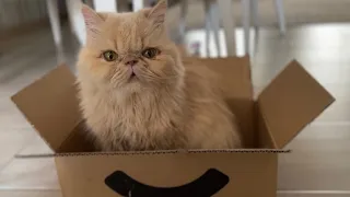 She Plays With Her New Toy In A Box 📦