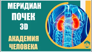 Акакдемия Тела | Меридиан ПОЧЕК 3D |