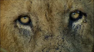 Scary Man-Eating Lions | Ultimate Killers | BBC Earth