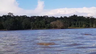 Avistamiento de delfines rosados y grises en Leticia Amazonas