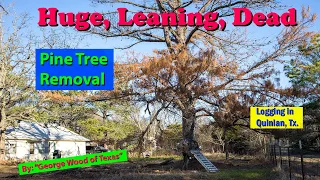 Huge Leaning Dead Pine Tree Removal