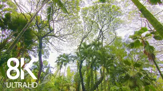 Incredible Jungle Sounds 8K - Exotic Birds Singing in Tropical Rainforest 8 HOURS - Part #2