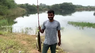 How To Catch Snakehead Fish | Fishing Tips | Frog Fishing